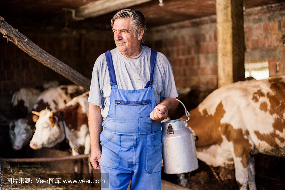 一个农民在一个有机农场里饲养奶牛