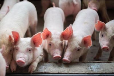 豆粕价格创新高 猪企多管齐下控制饲料成本