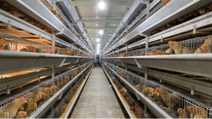 科技赋能种业创新升级,麻黄鸡产业打造台山新经济增长极
